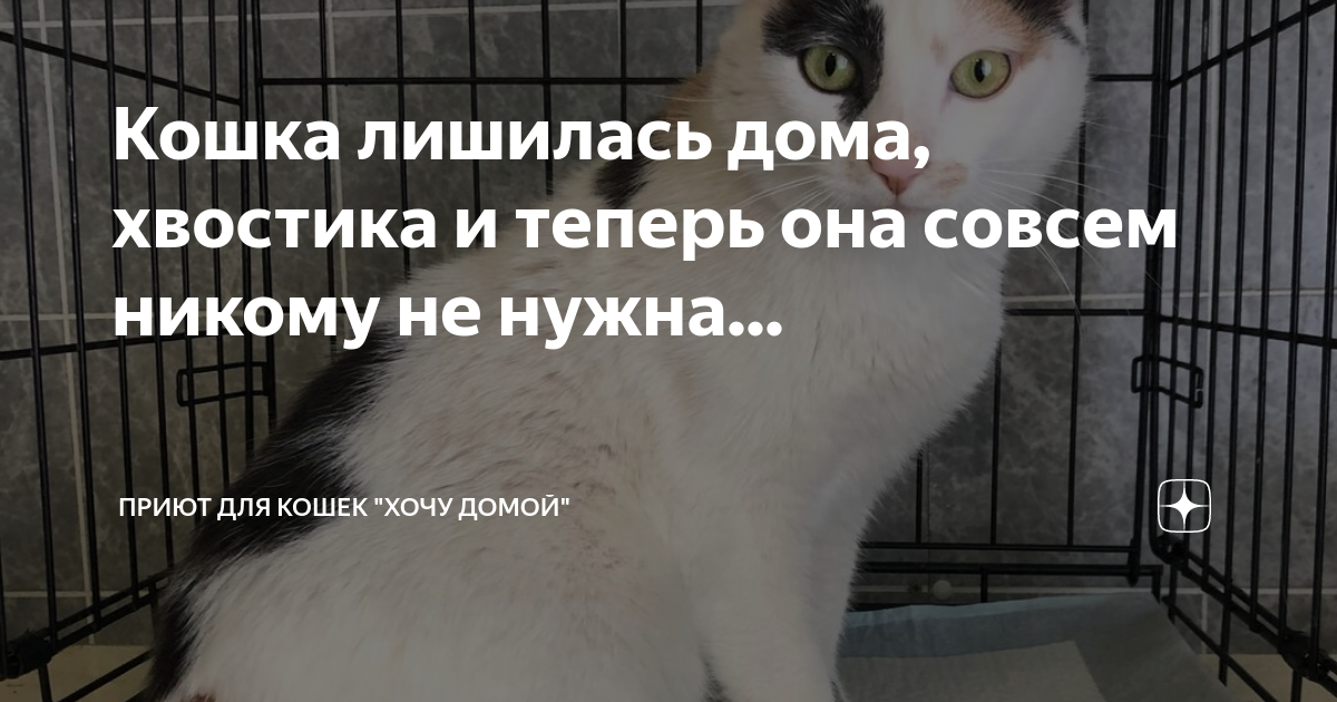 Кошка лишилась дома, хвостика и теперь она совсем никому не нужна ...