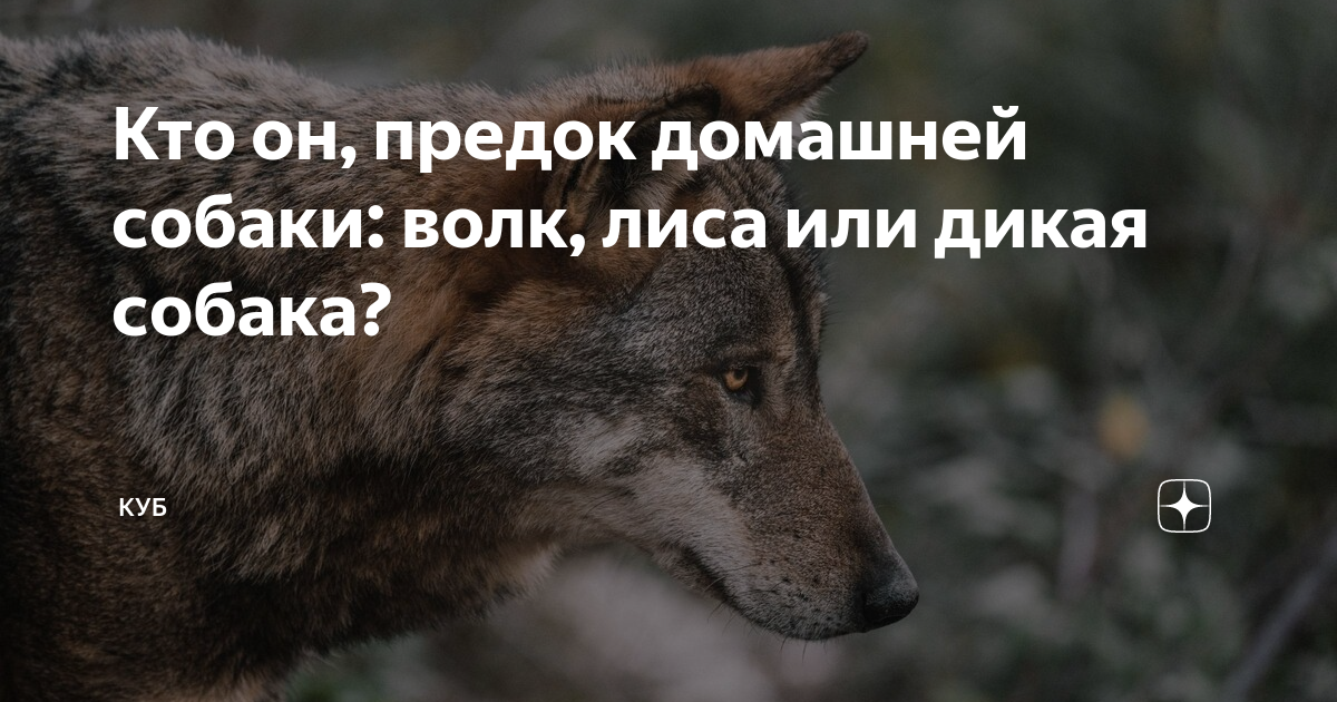 собака лев да волк с лисой