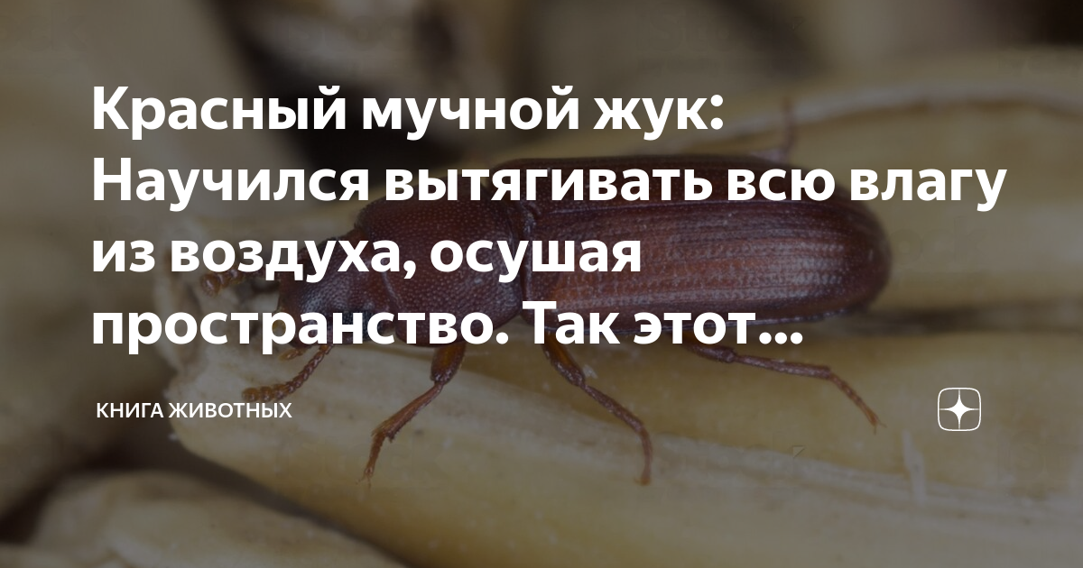 Красный мучной жук: Научился вытягивать всю влагу из воздуха, осушая ...