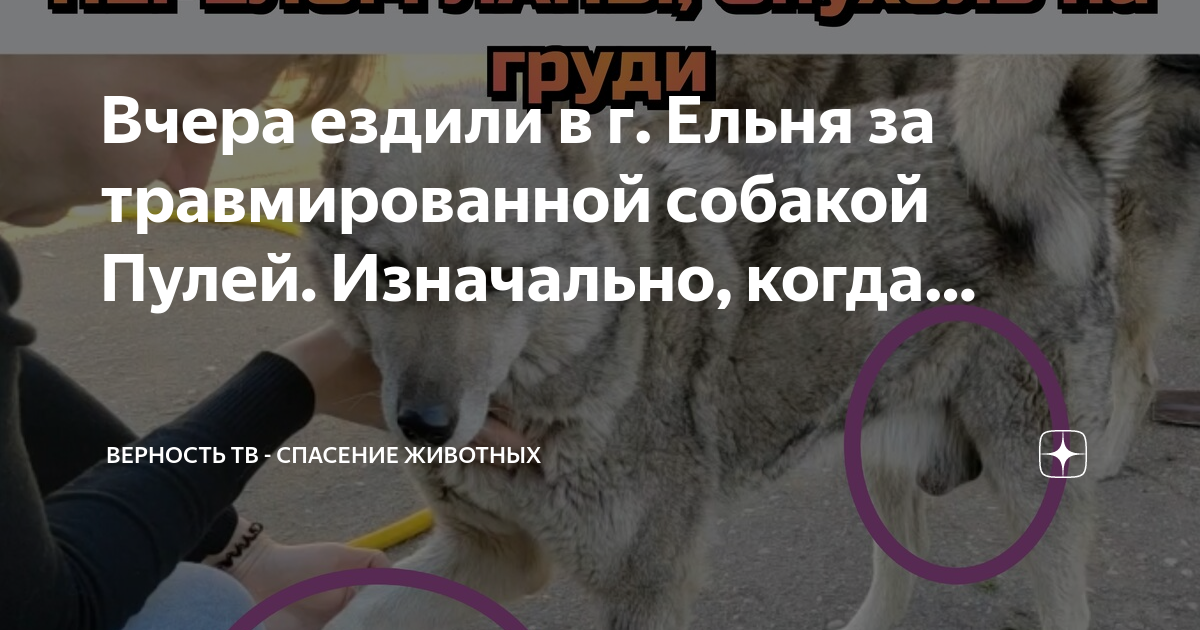 Верность тв спасение животных. Верность тв спасение животных. Верность тв спасение животных. Животные убивают людей новости. Верность тв спасение животных.