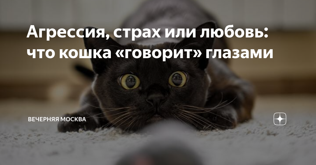 кошка лысая кушает курочку. доброе утро взбодрись и улыбнись. кошка говорит нормально. кот говорит нормально. кот нормально.