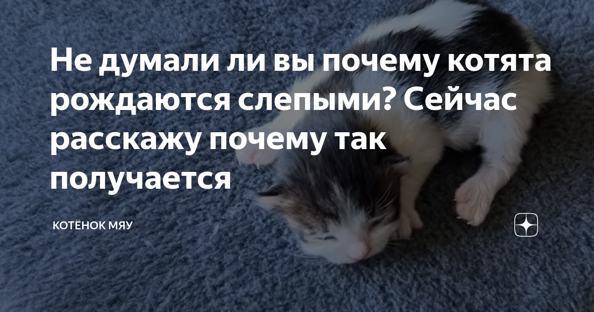 Почему котята рождаются слепыми. Когда отключают отопление весной. Когда отключили отопление. Котята родились с открытыми глазами.