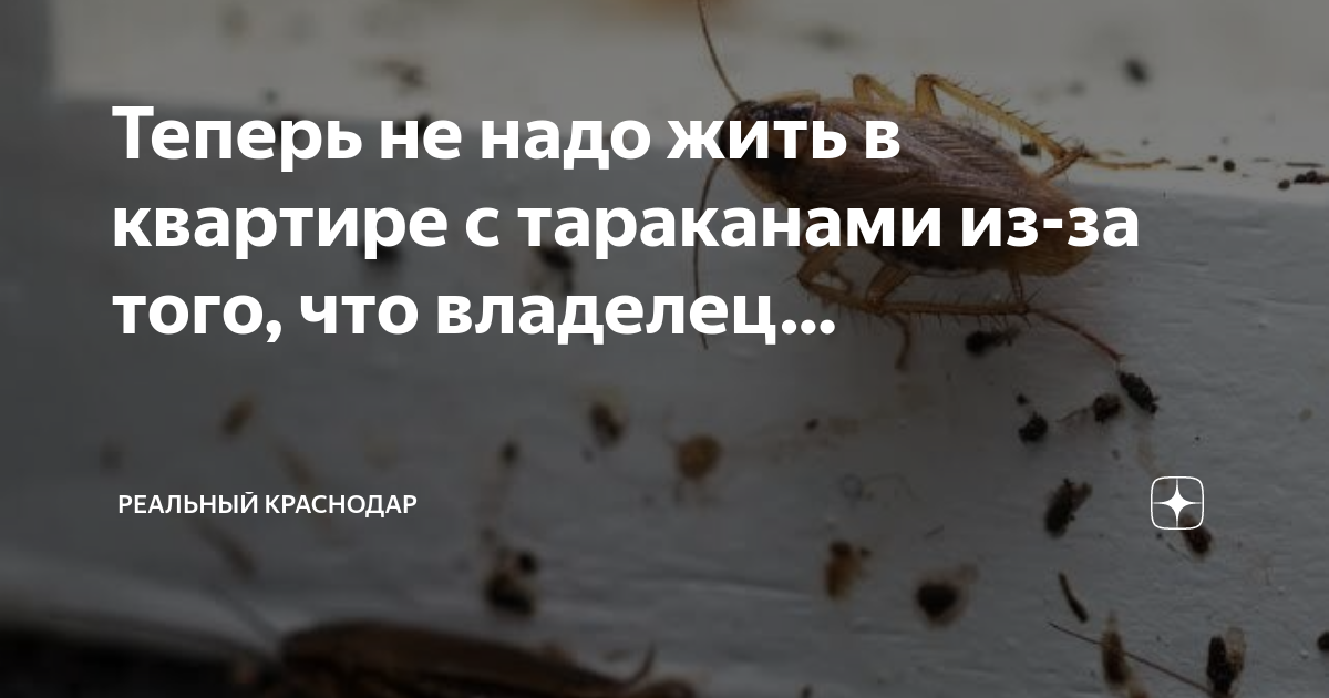 машенька клеевая ловушка от тараканов и муравьев. тараканы в квартире. тараканы в квартире. маленькие тараканы в квартире. блокбастер клеевая ловушка для тараканов и муравьев.