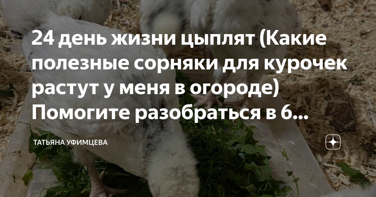С какого возраста цыплятам можно давать зелень