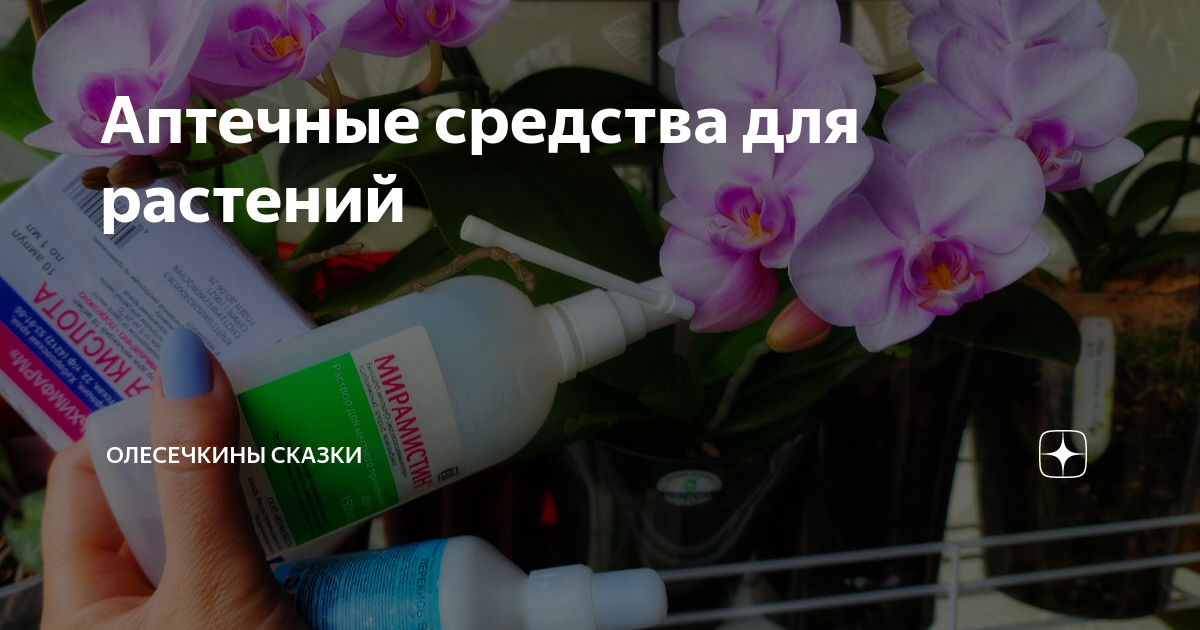 Аптечные средства для растений | Олесечкины сказки | Дзен