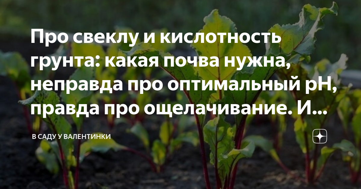 Какую землю предпочитает свекла: кислую или щелочную? Определение кислотности почвы при посадке в открытый грунт