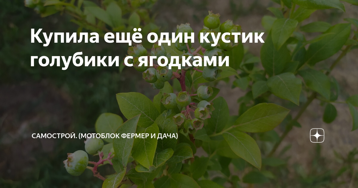 Купила ещё один кустик голубики с ягодками | СамоСТРОЙ (Мотоблок Фермер ...