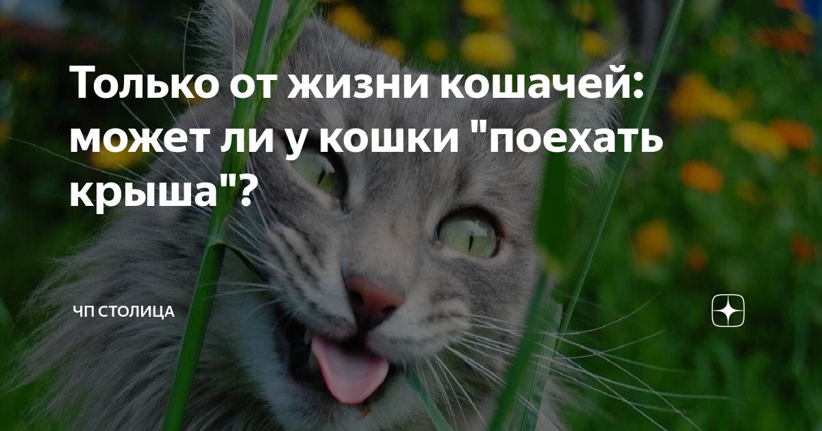 Кошки не поедут
