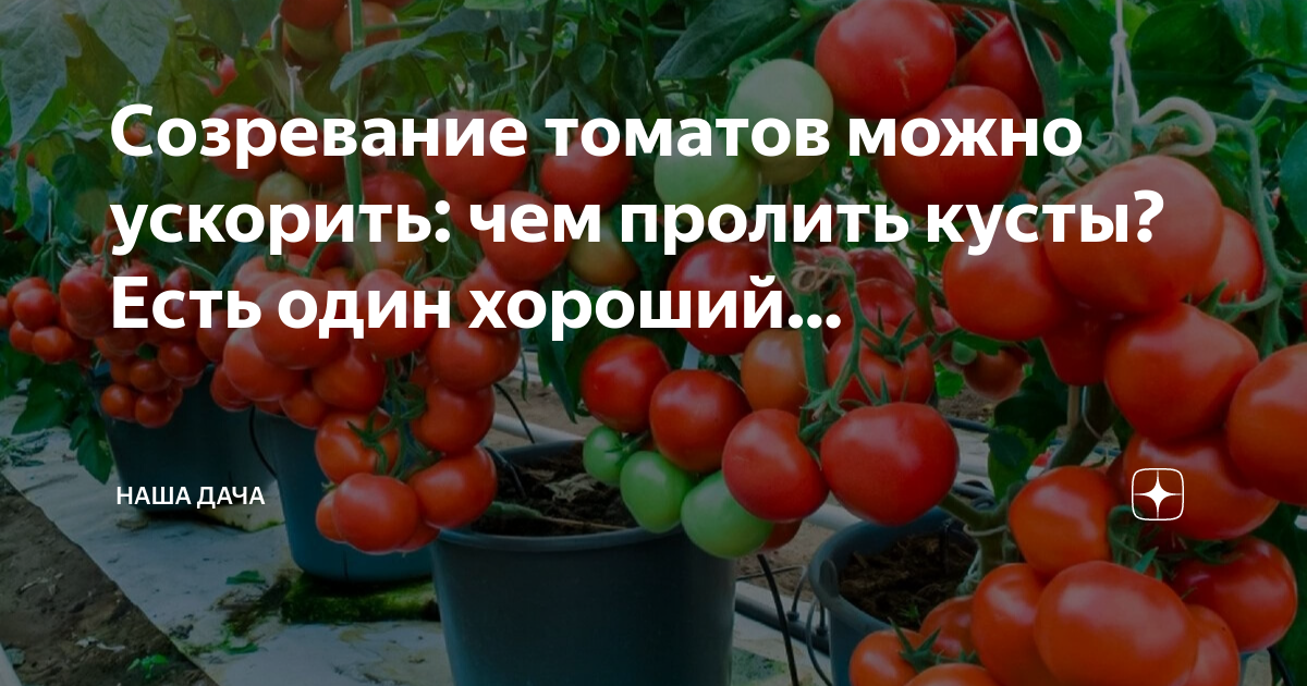 Чем пролить помидоры. Ростовские помидоры. Помидор стадии созревания плода. Лампа томат куст. Как укрепить кусты помидоров.