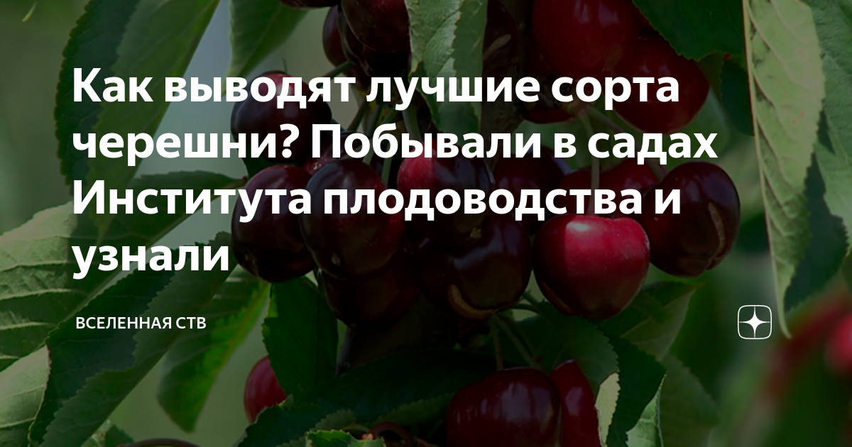Сад для вас питомник самохваловичи
