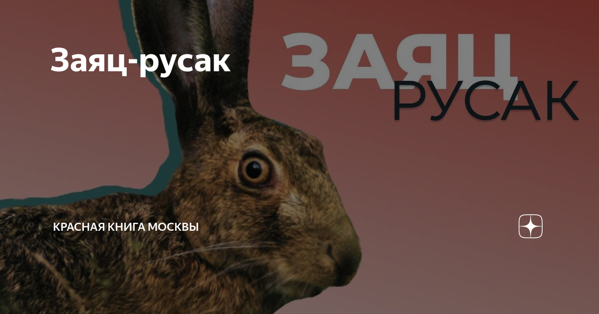 Заяц-русак | Красная книга Москвы | Дзен