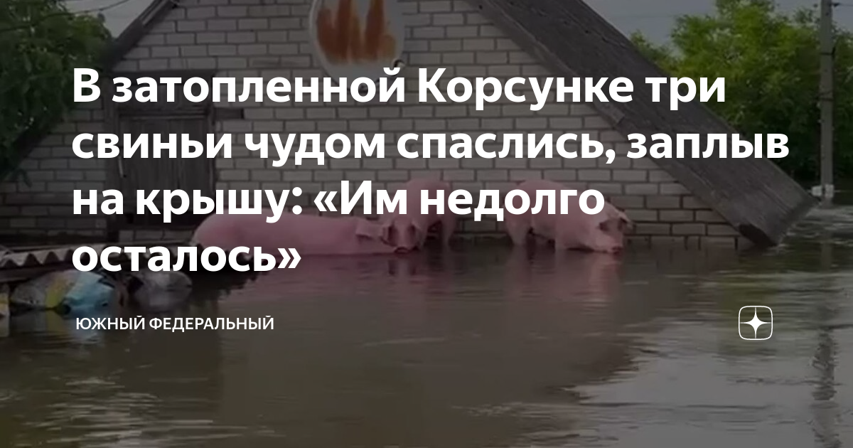 Свиньи спасаются от наводнения