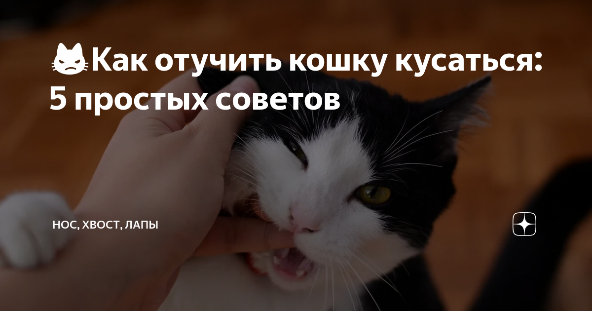 котенок кусается и царапается как отучить