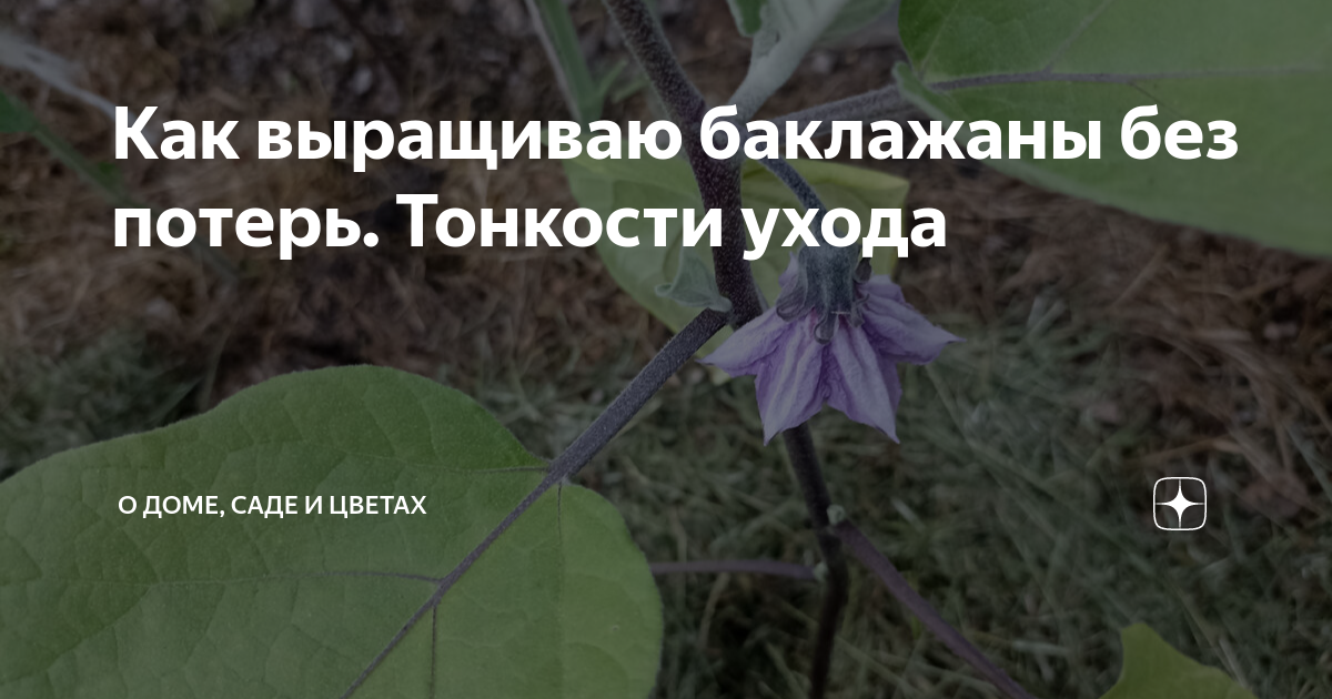 Как выращиваю баклажаны без потерь. Тонкости ухода | О доме, саде и ...