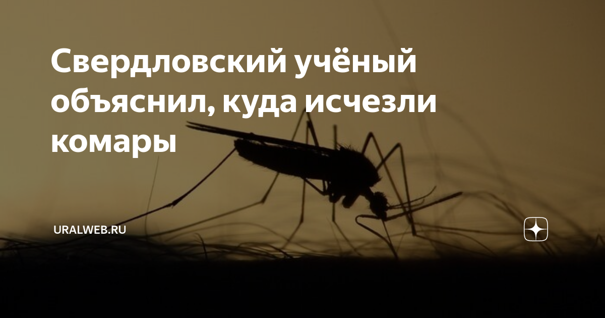 Когда исчезают комары в каком. Борьба с комарами. Сухой комар. Большие комары кусаются.