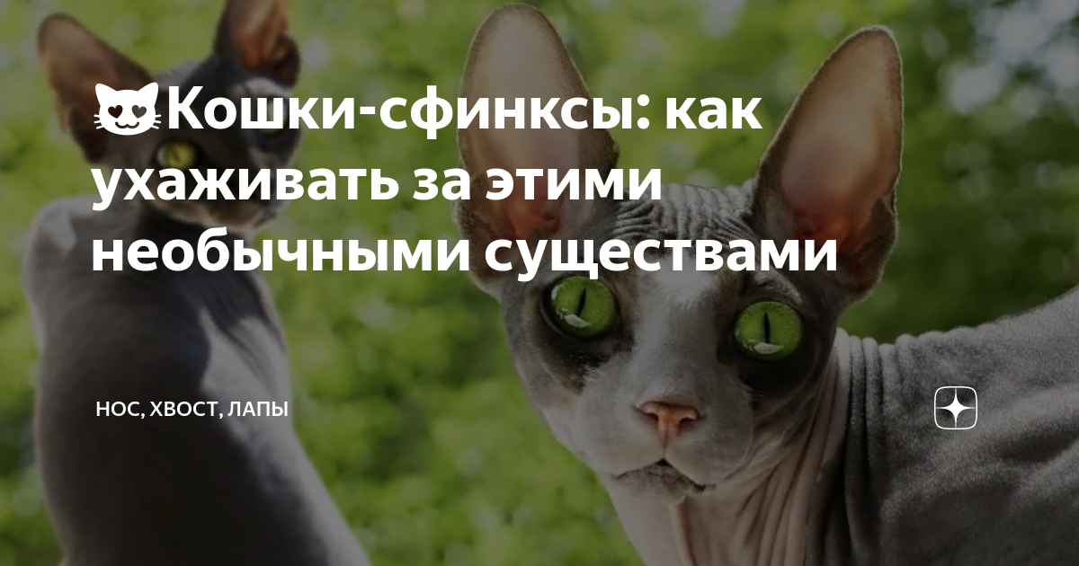 как ухаживать за котами сфинксами