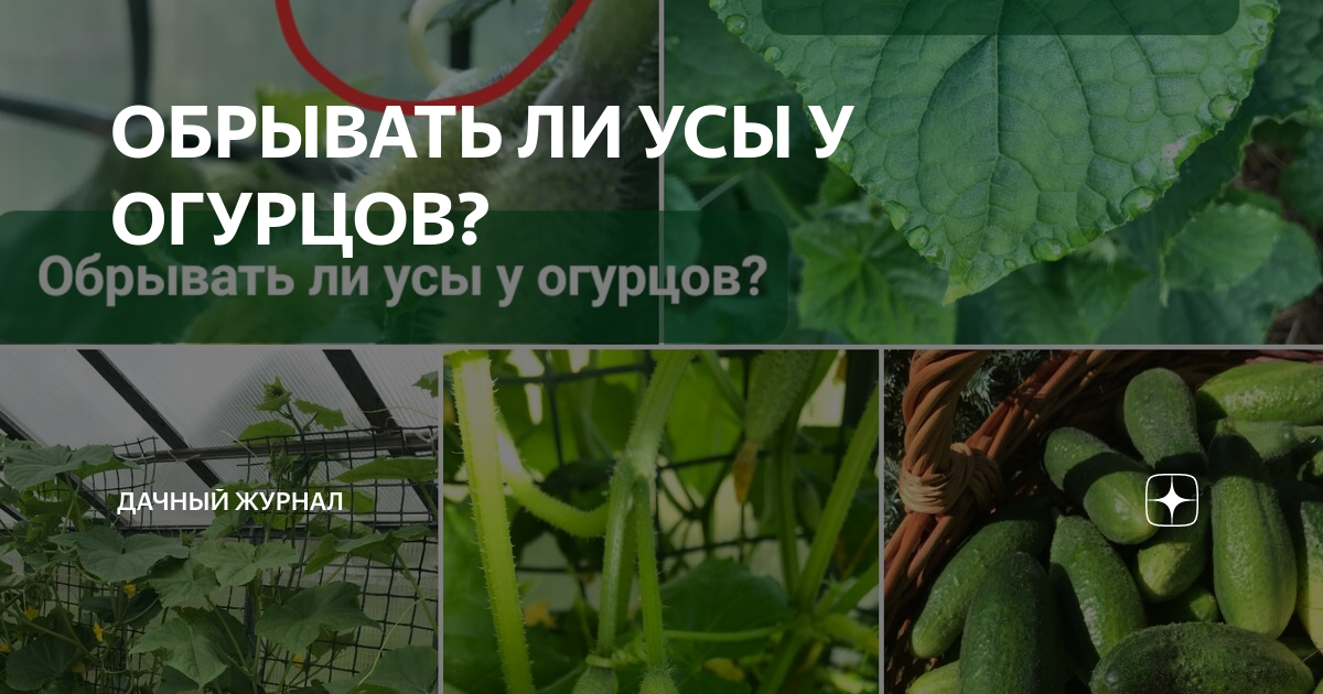 Огурцы обрывать ли усы