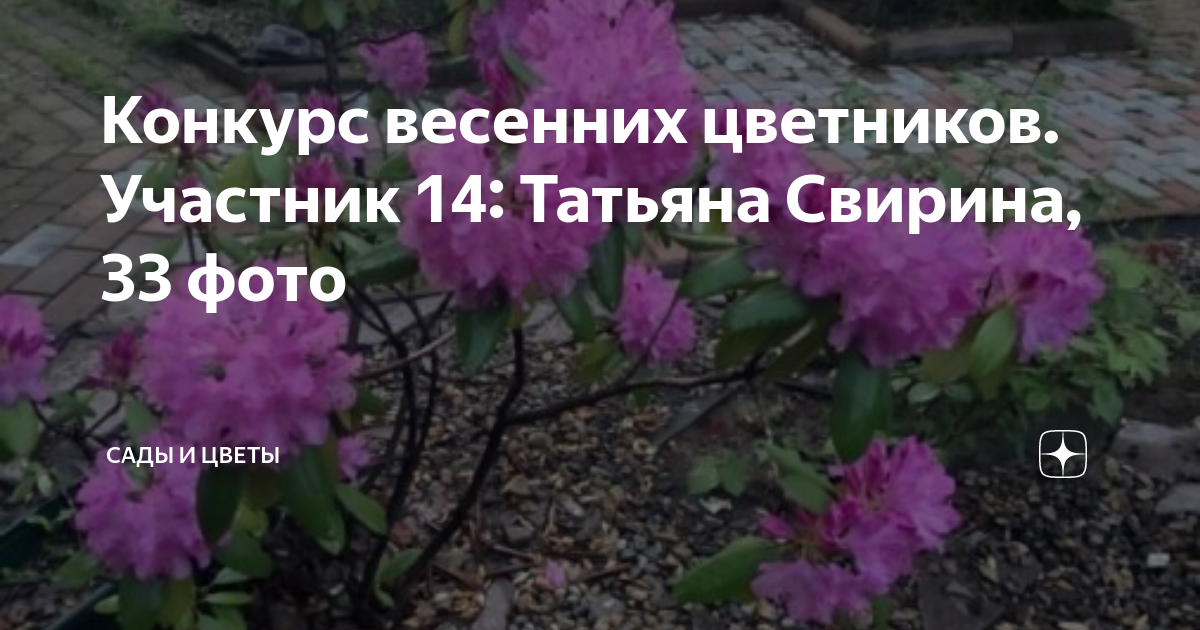 Конкурс весенних цветников. Участник 14: Татьяна Свирина, 33 фото .