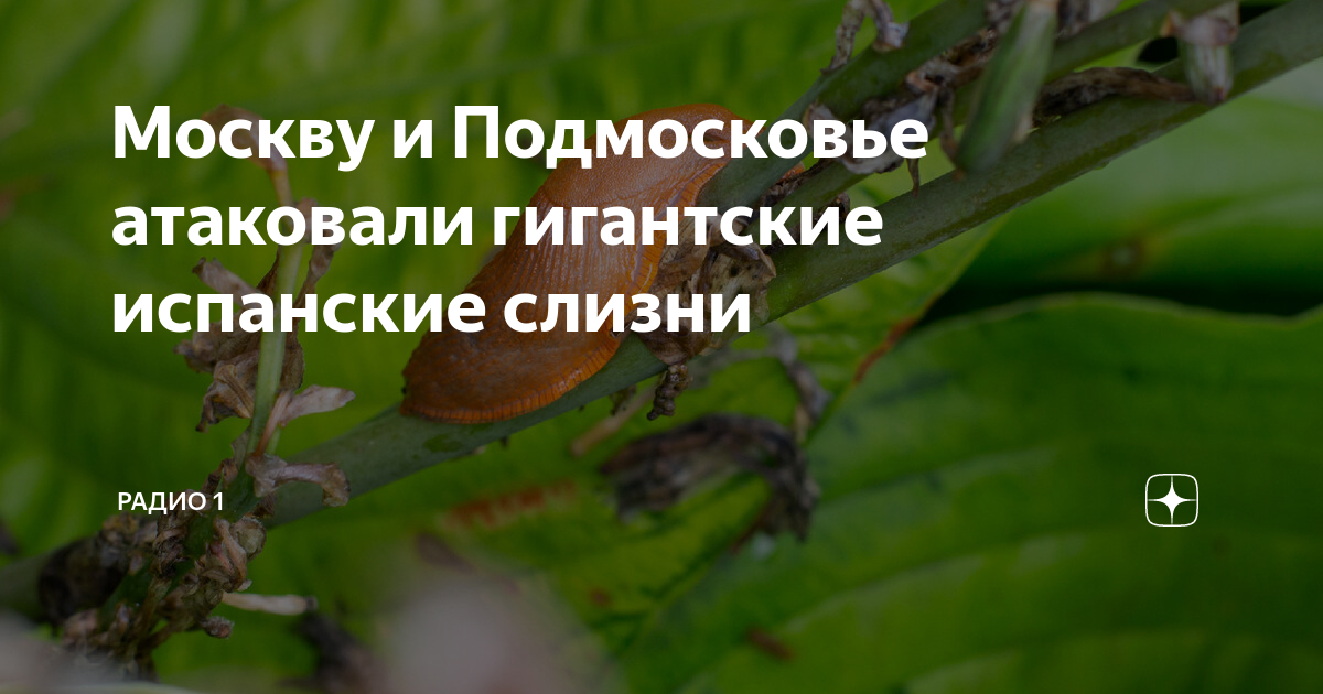 Испанские слизни в подмосковье фото чем опасны. Испанские слизни в Подмосковье. Гигантские слизняки в Подмосковье. Гигантские испанские слизни