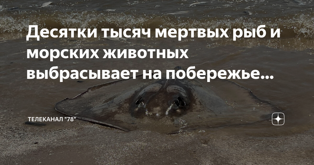 Выкинуты на берег