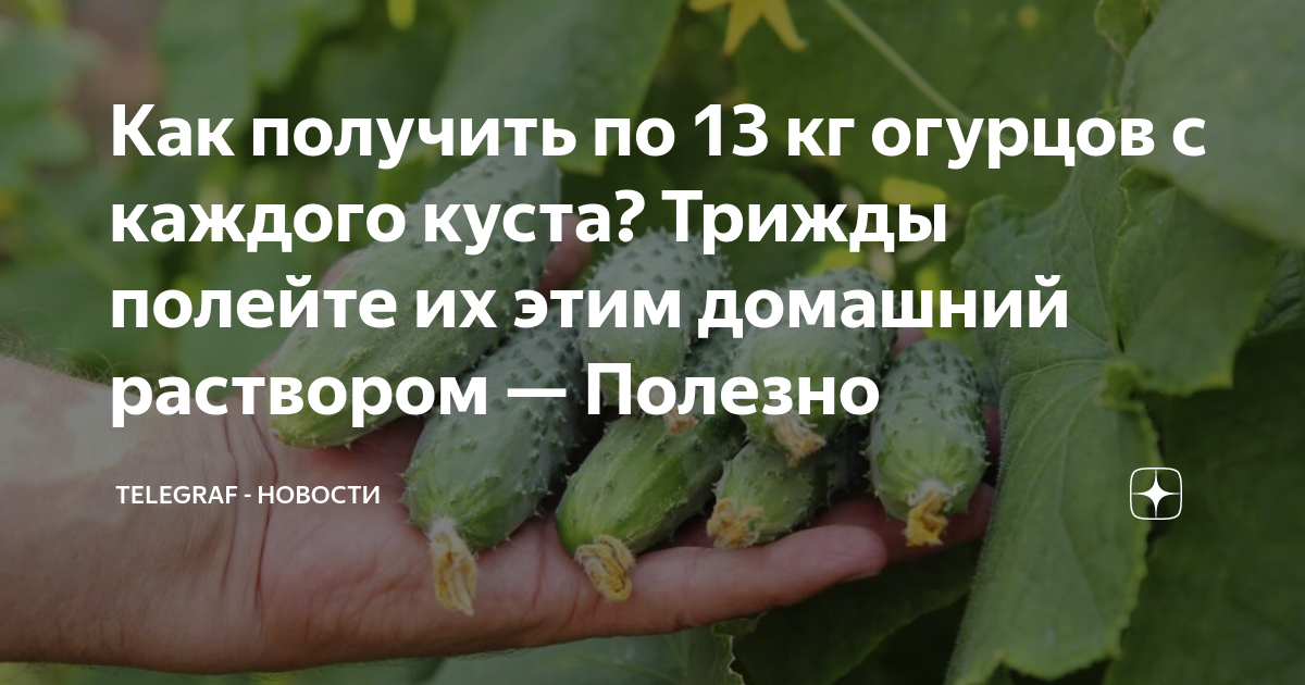 сколько килограмм огурцов с одного куста