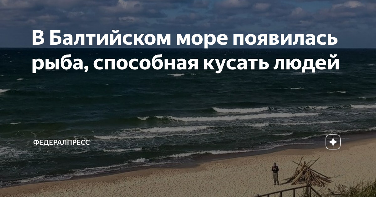 Виды рыб балтийского моря