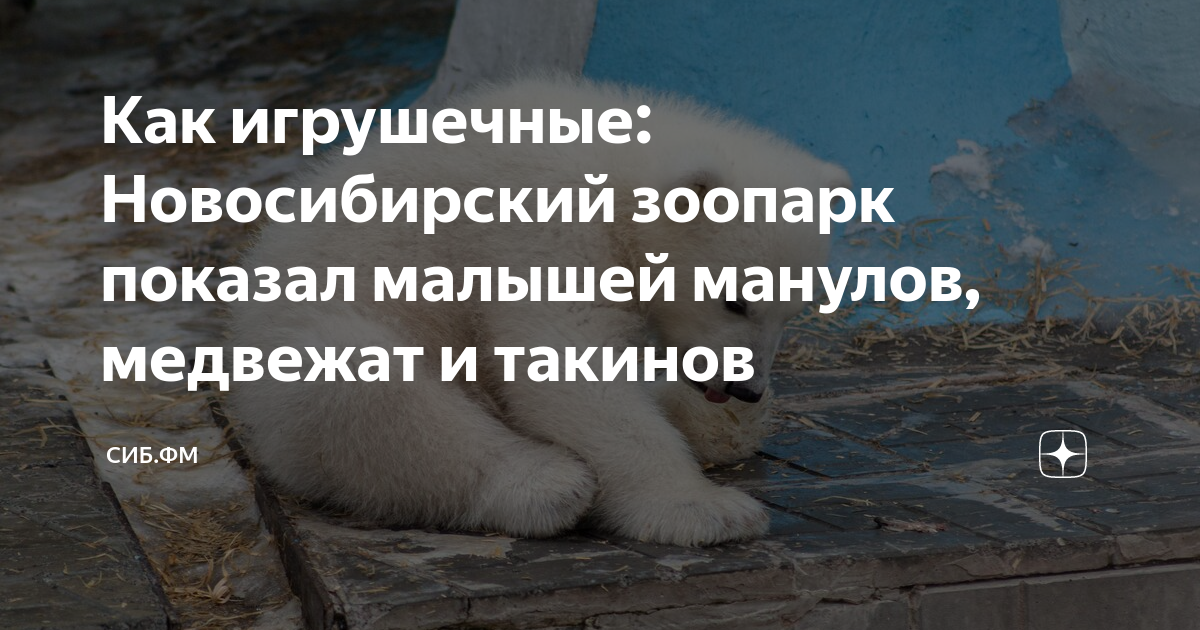Манул новосибирский зоопарк