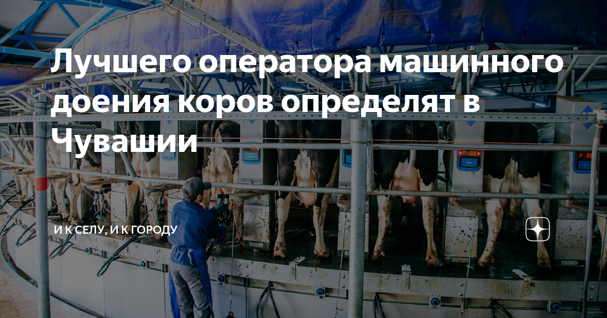 Бизнес план 10 коров дойных коров
