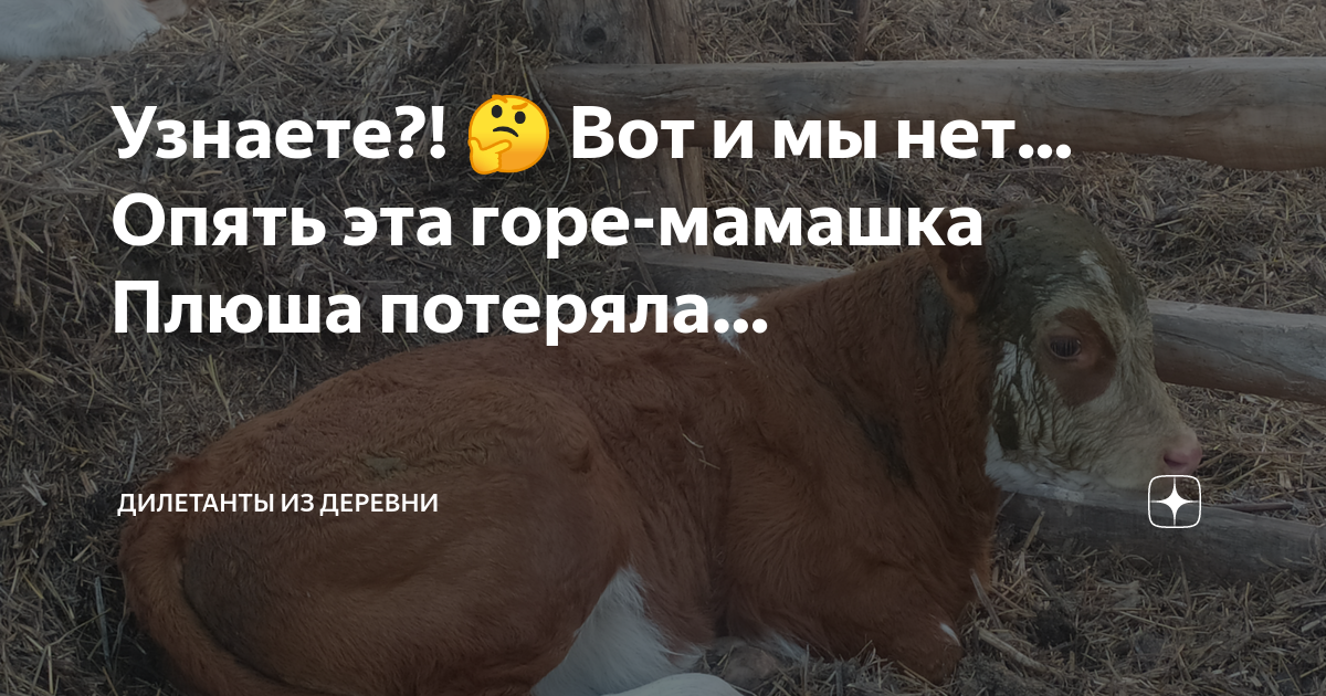 Дилетанты из деревни дзен