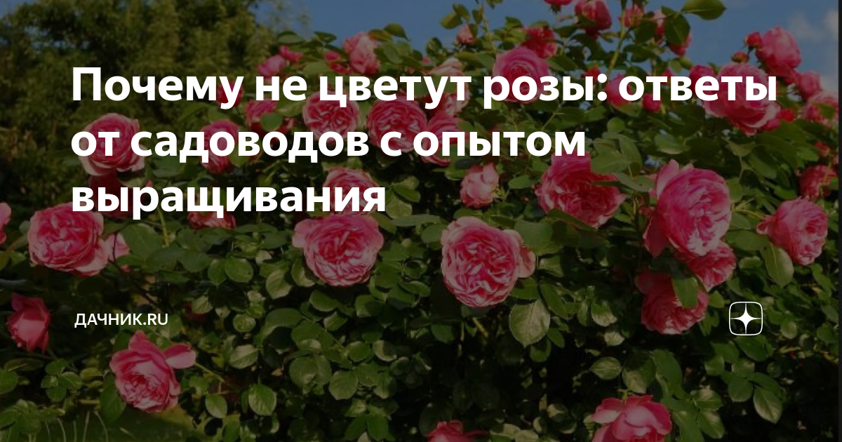 Почему не цветут розы: ответы от садоводов с опытом выращивания ...