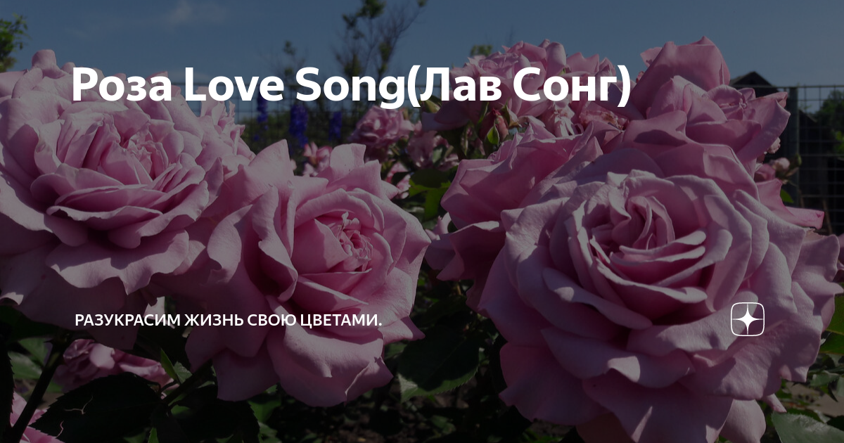 Роза Love Song(Лав Сонг) Разукрасим ЖИЗНЬ свою ЦВЕТАМИ. Дзен