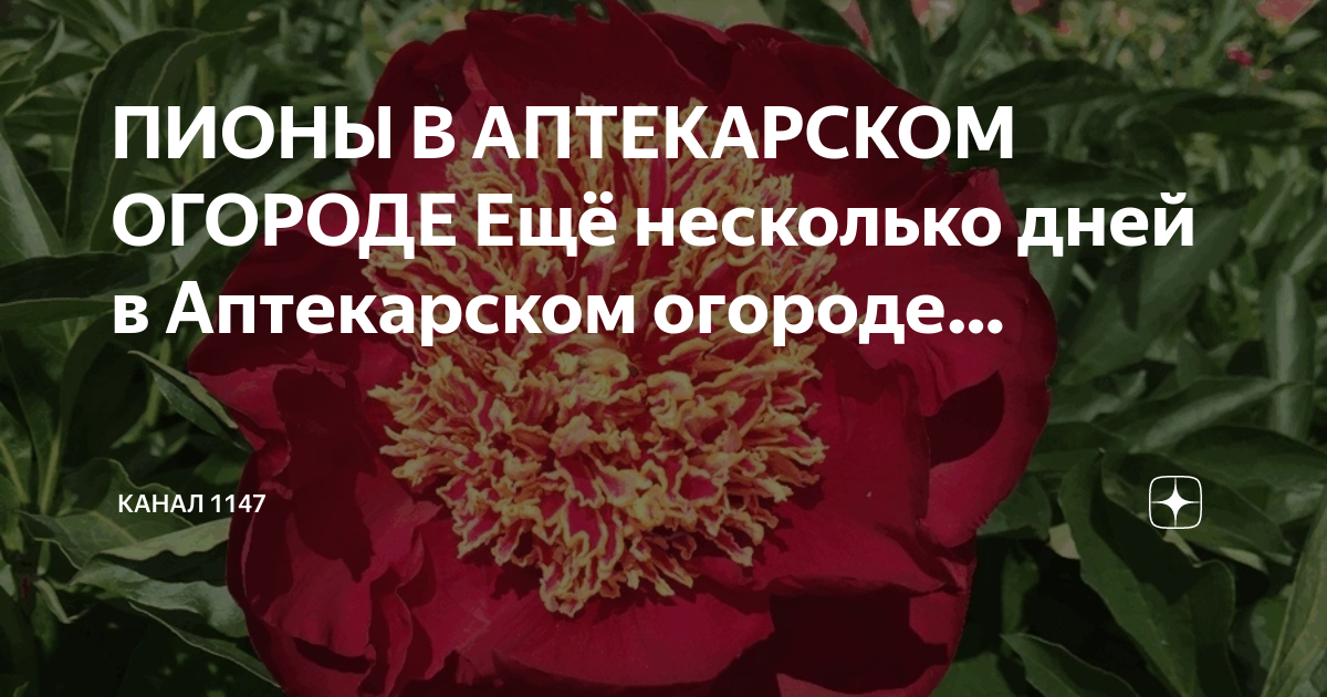 Аптекарский огород выставка пионов 2024. Красивые слова про пионы. Выставка пионов. Выставка пионов в Аптекарском огороде 2023.