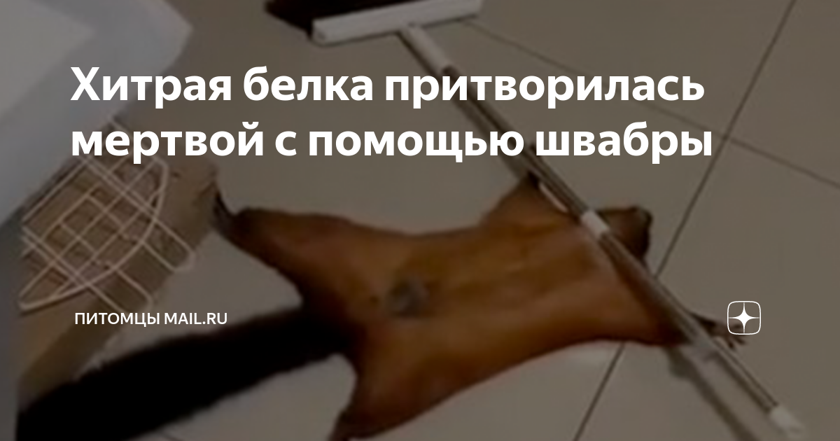 Белка притворяется убитой шваброй. Белка притворяется убитой шваброй. Белка притворяется мертвой под шваброй. Белочка на швабре. Белка симулянтка со шваброй.