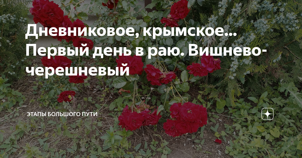 Дневниковое крымское этапы большого. Дневниковое крымское этапы большого. Дневниковое крымское этапы большого. Стихи о геленджике короткие. Какие цветы в средней полосе можно посеять под зиму.
