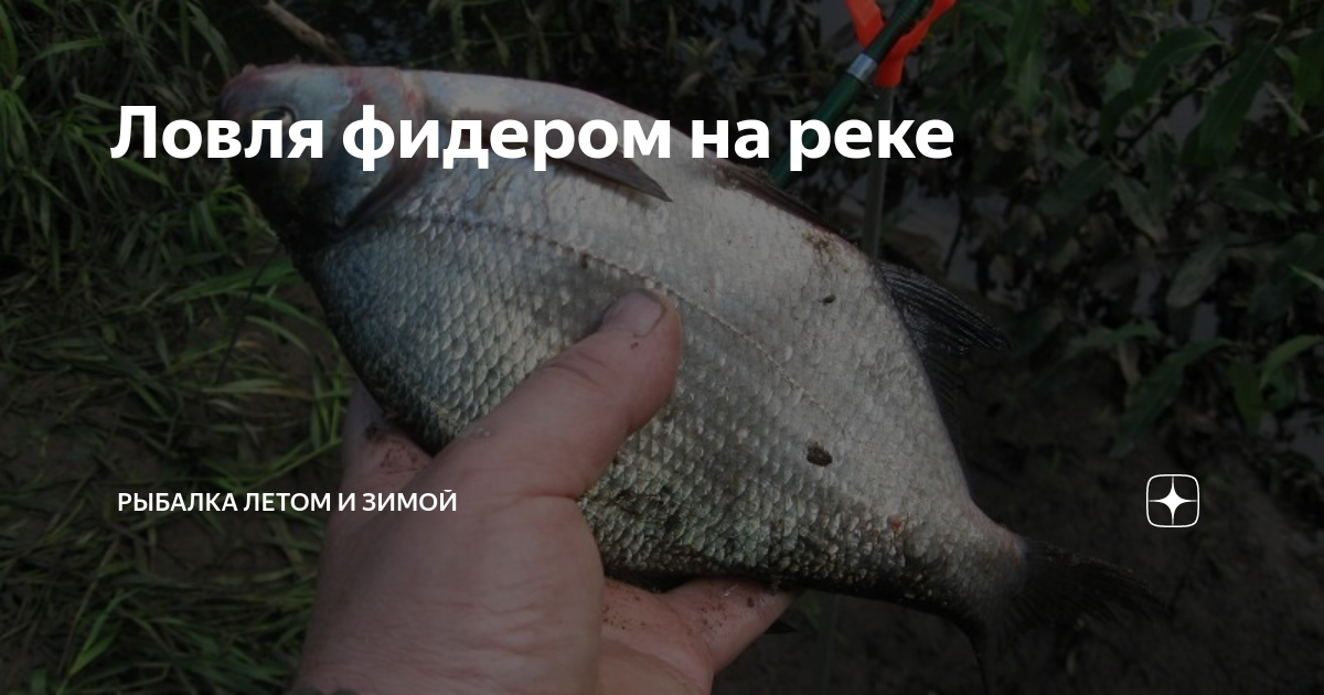 Карась в октябре на фидер в пруду. Рыбалка на карася. Где искать карася в мае. Рыбалка на реке. Карась на фидер в стоячем водоёме.