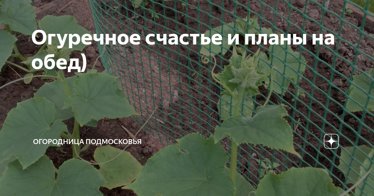 Огурцы бизнес план