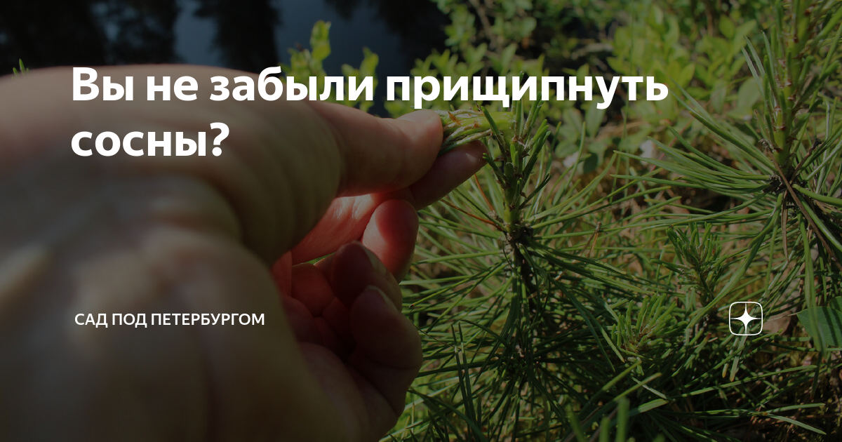 Вы не забыли прищипнуть сосны? | Сад под Петербургом | Дзен
