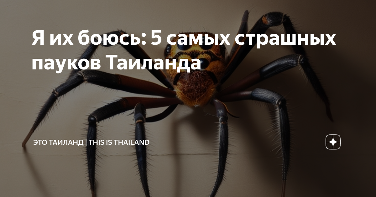 Пауки тайланда фото и описание Я их боюсь: 5 самых страшных пауков Таиланда Это Таиланд This is Thailand Дзен