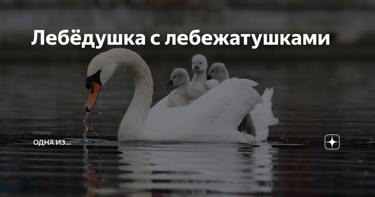 Лебедушка есенин картинки. Иллюстрации к стихотворению сергея есенина лебедушка. Лебедушка есенин картинки. Лебёдушка есенин 4 класс. "лебёдушка".