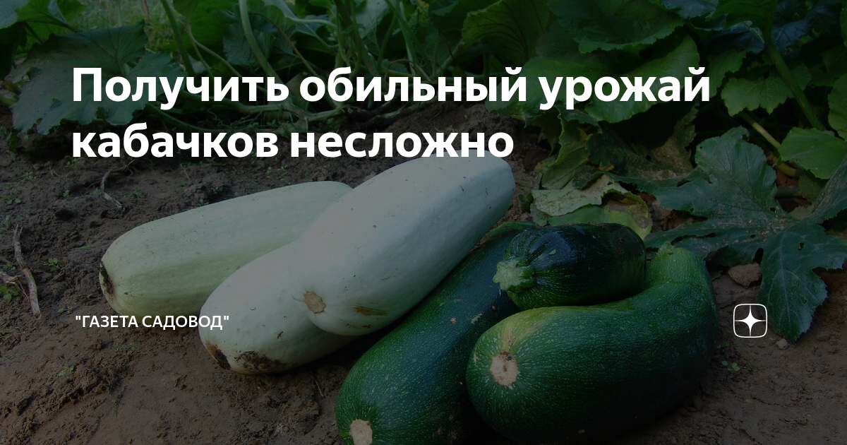Кабачки кавили схема посадки