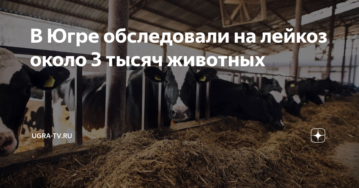План мероприятий по ликвидации лейкоза крс в хозяйстве