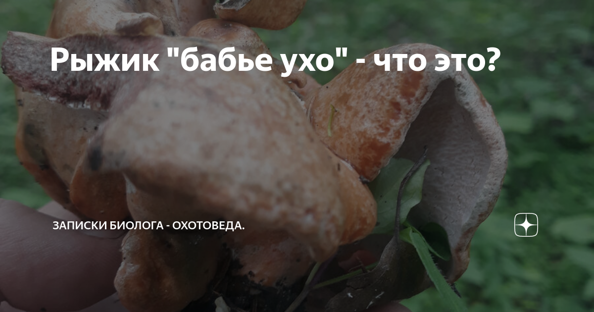 Гриб бабье ухо (78 фото)