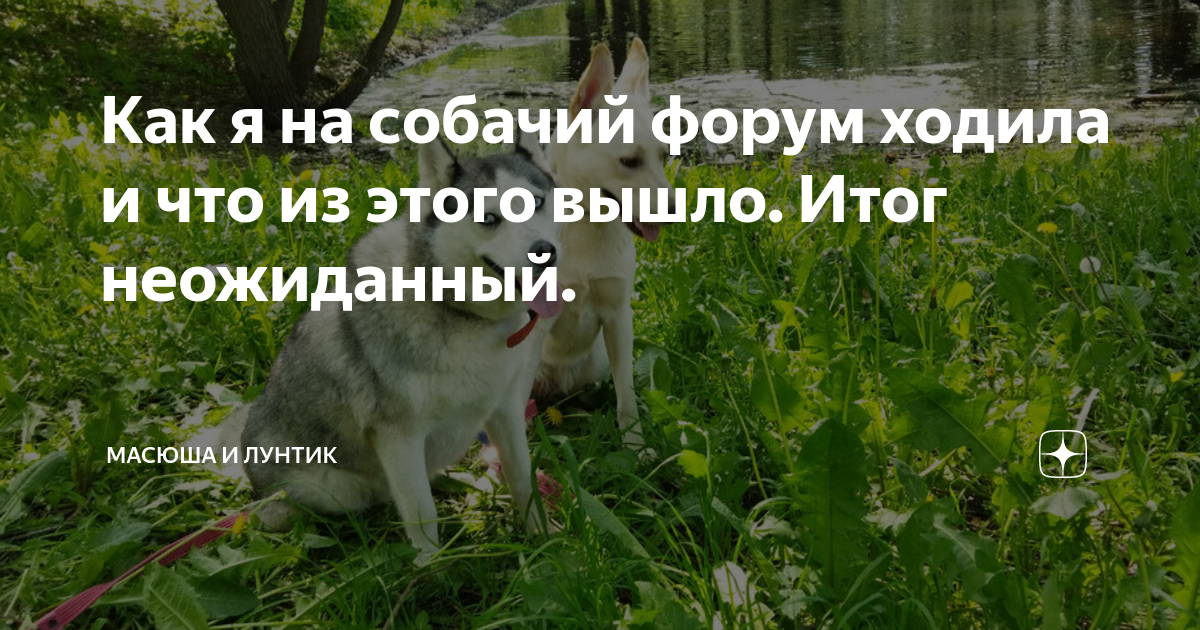 Что такое Собачье горе.