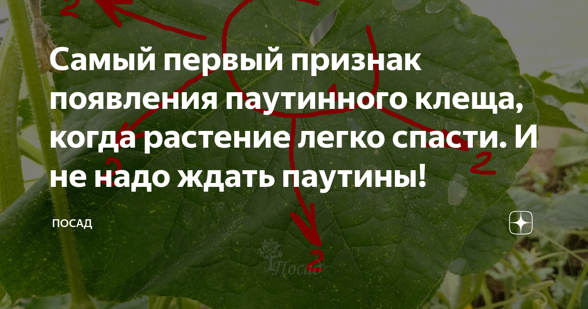 Самый первый признак появления паутинного клеща, когда растение легко ...
