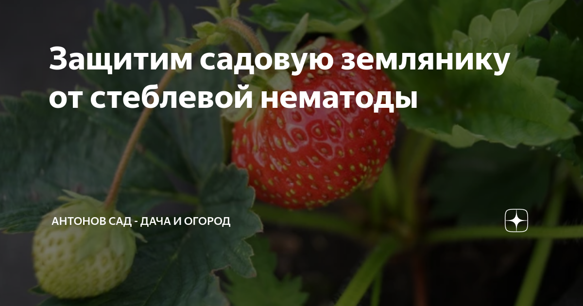 Защитим садовую землянику от стеблевой нематоды | Антонов сад - дача и ...