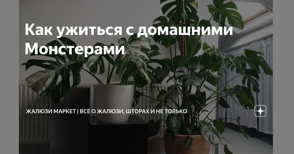 Как ужиться с домашними Монстерами | Жалюзи Маркет | Всё о жалюзи ...