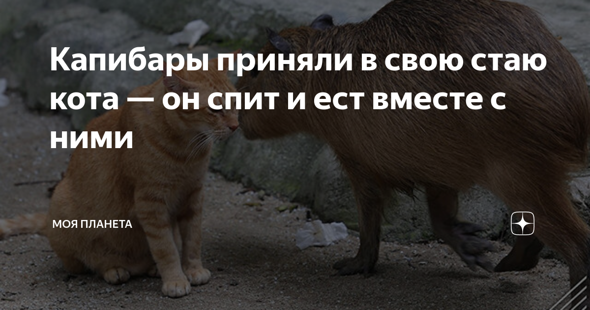 A ORIGEM DO TERMO CAPIVARA  Капибара, Котята, Забавные зверюшки