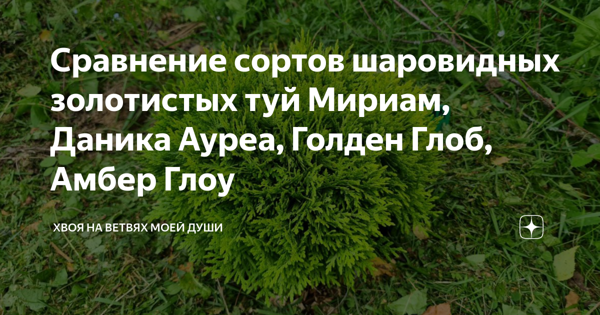 Сравнение сортов шаровидных золотистых туй Мириам, Даника Ауреа, Голден ...
