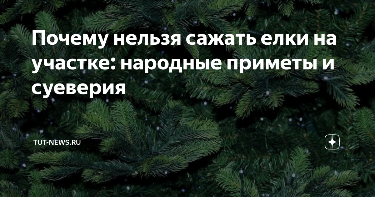 Заготовка новогодних елок в Ульяновской. Работа магазинов в новогодние. Елка на земле. Почему нельзя садить елку во дворе дома приметы и суеверия.