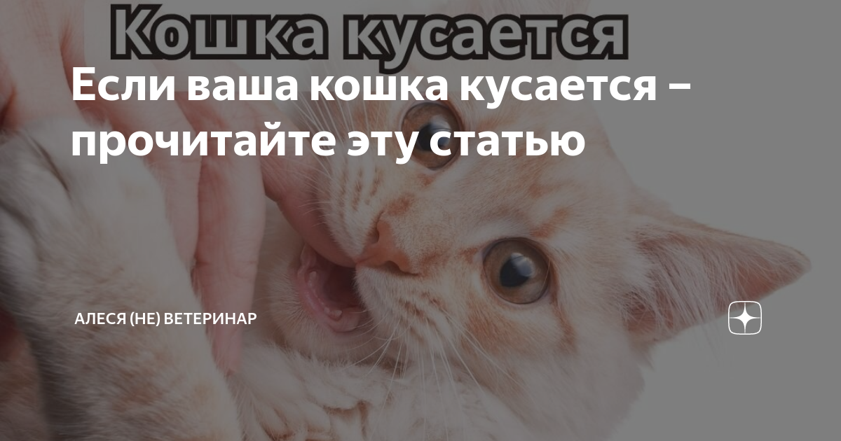 Попсокет мем бизнес дело непростое AniKoya 224086209 купить в интернет-магазине 